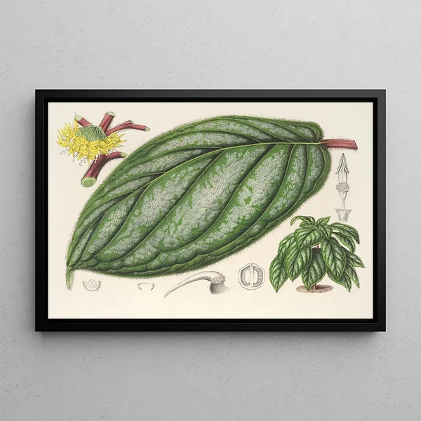 Witheringia pogonandra - Charles Antoine Lemaire — framed artwork on a wall