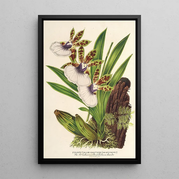 Reproduction of the painting Zygopetalum Gautieri - Charles Antoine Lemaire
