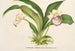 Zygopetalum Warscewiczella marginatum - Charles Antoine Lemaire — artwork view