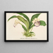 Zygopetalum Warscewiczella marginatum - Charles Antoine Lemaire — framed artwork on a wall