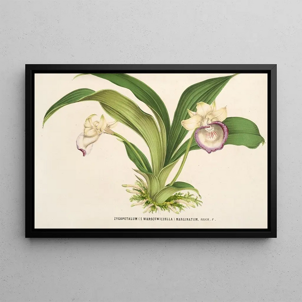 Zygopetalum Warscewiczella marginatum - Charles Antoine Lemaire — framed artwork on a wall