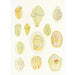 Les dinoflagellés libres non cuirassés pl 1 - Charles Atwood Kofoid — artwork view
