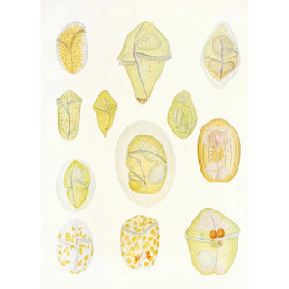 Les dinoflagellés libres non cuirassés pl 1 - Charles Atwood Kofoid — artwork view