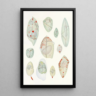Reproduction of the painting Les dinoflagellés libres non cuirassés pl 10 - Charles Atwood Kofoid