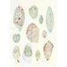 Reproduction of the painting Les dinoflagellés libres non cuirassés pl 10 - Charles Atwood Kofoid