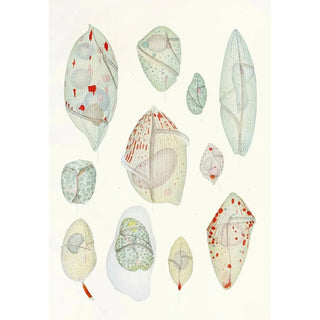 Reproduction of the painting Les dinoflagellés libres non cuirassés pl 10 - Charles Atwood Kofoid