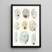 Les dinoflagellés libres non cuirassés pl 11 - Charles Atwood Kofoid — framed artwork on a wall