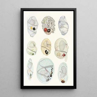 Les dinoflagellés libres non cuirassés pl 11 - Charles Atwood Kofoid — framed artwork on a wall