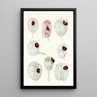 Reproduction of the painting Les dinoflagellés libres non cuirassés pl 12 - Charles Atwood Kofoid