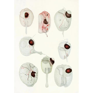 Reproduction of the painting Les dinoflagellés libres non cuirassés pl 12 - Charles Atwood Kofoid