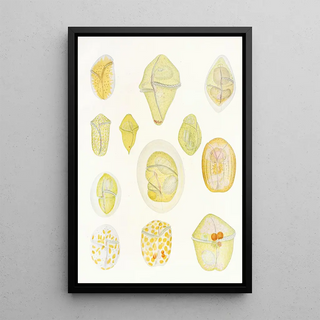 Les dinoflagellés libres non cuirassés pl 1 - Charles Atwood Kofoid — framed artwork on a wall