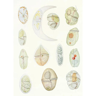 Les dinoflagellés libres non cuirassés pl 2 - Charles Atwood Kofoid — artwork view