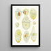 Reproduction of the painting Les dinoflagellés libres non cuirassés pl 3 - Charles Atwood Kofoid