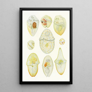 Reproduction of the painting Les dinoflagellés libres non cuirassés pl 3 - Charles Atwood Kofoid