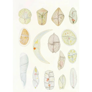 Les dinoflagellés libres non cuirassés pl 4 - Charles Atwood Kofoid — artwork view