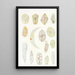 Les dinoflagellés libres non cuirassés pl 4 - Charles Atwood Kofoid — framed artwork on a wall