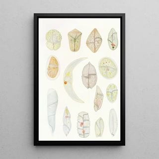 Les dinoflagellés libres non cuirassés pl 4 - Charles Atwood Kofoid — framed artwork on a wall