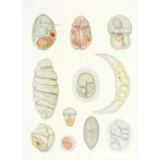 Les dinoflagellés libres non cuirassés pl 5 - Charles Atwood Kofoid — artwork view