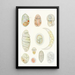 Les dinoflagellés libres non cuirassés pl 5 - Charles Atwood Kofoid — framed artwork on a wall