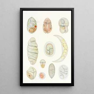 Les dinoflagellés libres non cuirassés pl 5 - Charles Atwood Kofoid — framed artwork on a wall