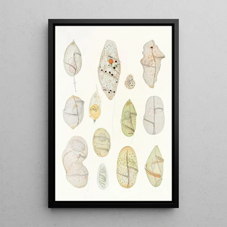 Reproduction of the painting Les dinoflagellés libres non cuirassés pl 7 - Charles Atwood Kofoid