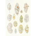 Reproduction of the painting Les dinoflagellés libres non cuirassés pl 7 - Charles Atwood Kofoid