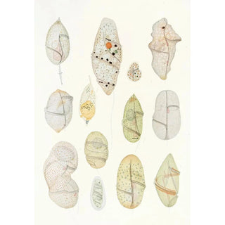 Reproduction of the painting Les dinoflagellés libres non cuirassés pl 7 - Charles Atwood Kofoid