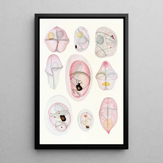 Les dinoflagellés libres non cuirassés pl 8 - Charles Atwood Kofoid — framed artwork on a wall