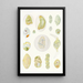 Reproduction of the painting Les dinoflagellés libres non cuirassés pl 9 - Charles Atwood Kofoid