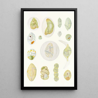 Reproduction of the painting Les dinoflagellés libres non cuirassés pl 9 - Charles Atwood Kofoid