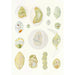 Reproduction of the painting Les dinoflagellés libres non cuirassés pl 9 - Charles Atwood Kofoid