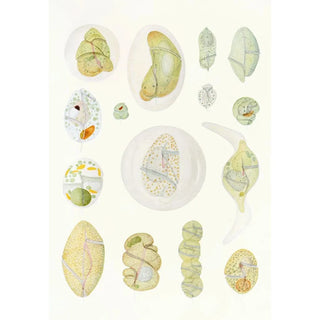 Reproduction of the painting Les dinoflagellés libres non cuirassés pl 9 - Charles Atwood Kofoid