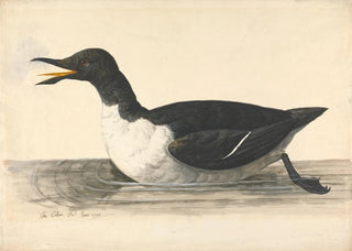 Charles Collins - A Guillemot June 1742.webp