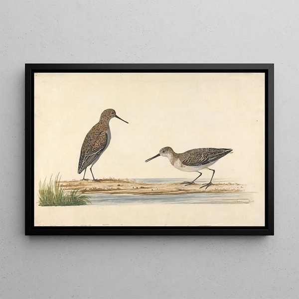 A Pair of Woodcocks - Charles Collins — framed artwork on a wall