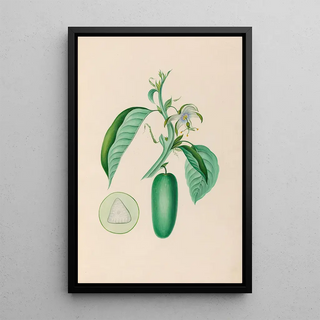 Charles Empson - Drawings of tropical flowers and fruits from South America Pl10.webp