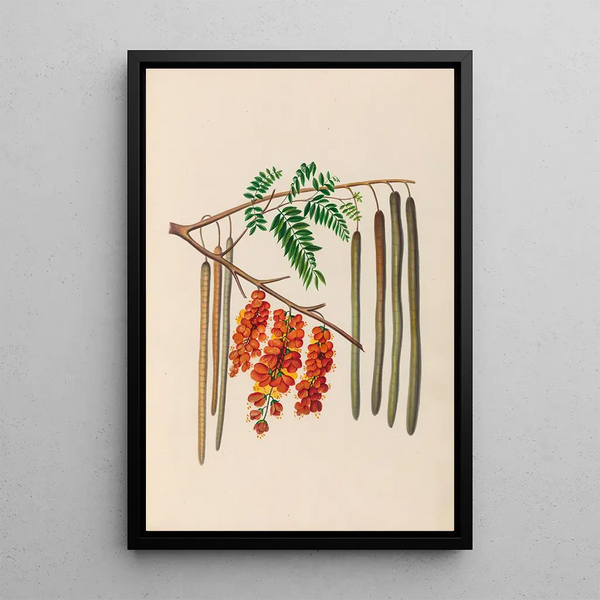 Reproduction of the painting of South American tropical flower and fruit drawings Pl11 - Charles Empson