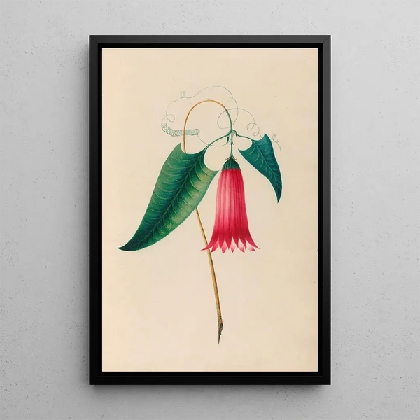 Reproduction of the painting of South American tropical flower and fruit drawings Pl12 - Charles Empson