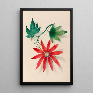 Charles Empson - Drawings of tropical flowers and fruits from South America Pl16.webp