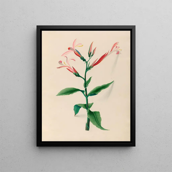 South American tropical flower and fruit drawings Pl. 17 - Charles Empson — framed artwork on a wall