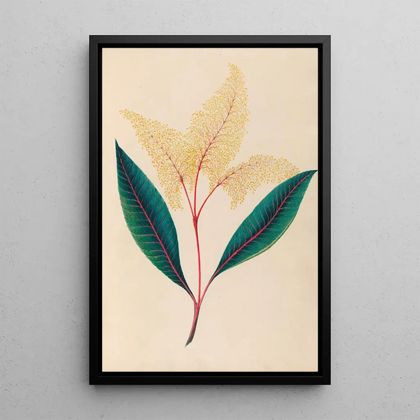 Reproduction of the painting of South American tropical flower and fruit drawings Pl18 - Charles Empson