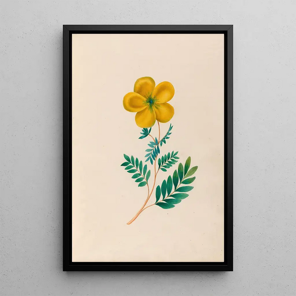 Reproduction of the painting of South American tropical flower and fruit drawings Pl22 - Charles Empson