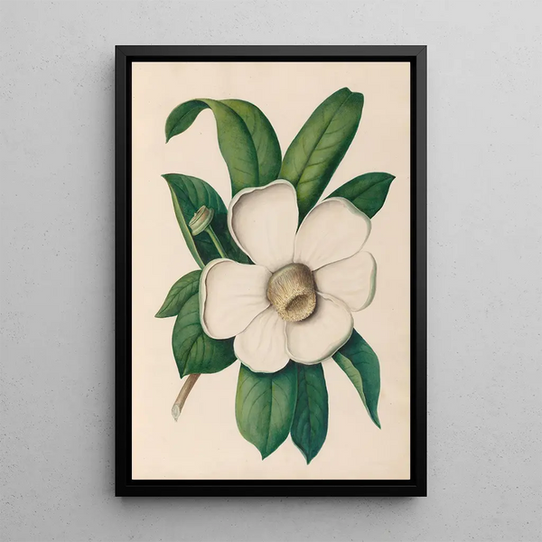 Reproduction of the painting of South American tropical flower and fruit drawings Pl25 - Charles Empson