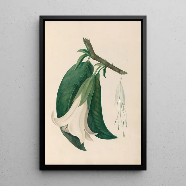 Reproduction of the painting of South American tropical flower and fruit drawings Pl26 - Charles Empson