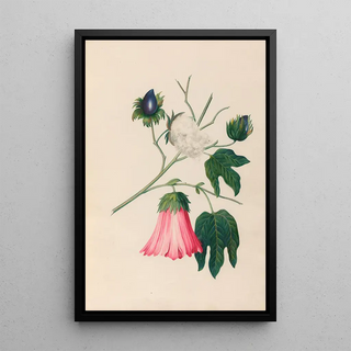 Charles Empson - Drawings of tropical flowers and fruits from South America Pl29.webp