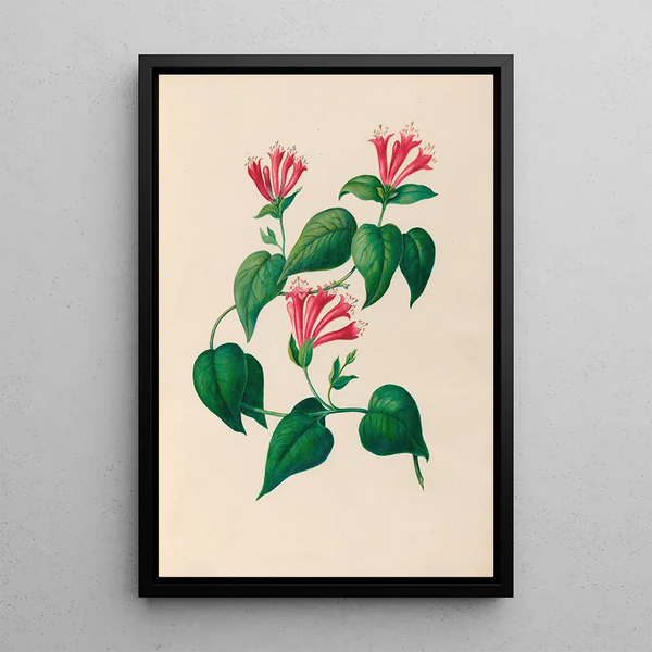 Reproduction of the painting of South American tropical flower and fruit drawings Pl32 - Charles Empson