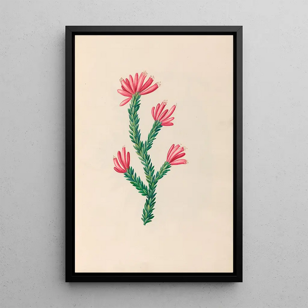 South American tropical flower and fruit drawings Pl34 - Charles Empson — framed artwork on a wall