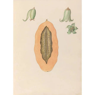 Charles Empson - Drawings of tropical flowers and fruits from South America Pl36.webp