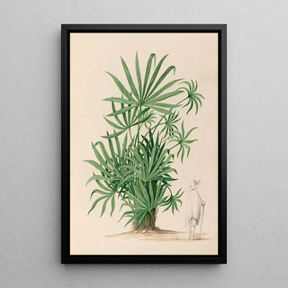 Charles Empson - Drawings of tropical flowers and fruits from South America Pl37.webp