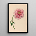 Reproduction of the painting of South American tropical flower and fruit drawings Pl38 - Charles Empson
