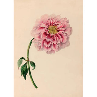 Charles Empson - Drawings of tropical flowers and fruits from South America Pl38.webp